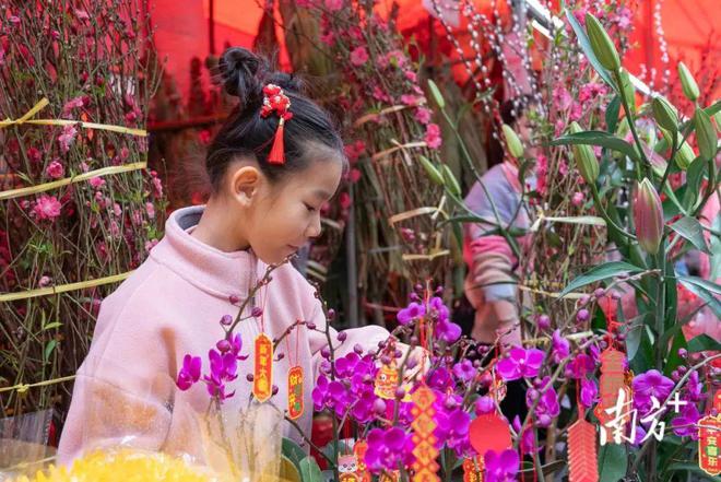 官宣！2025年迎春花市要来啦！还有广大市民想知道的开花进度(图2)