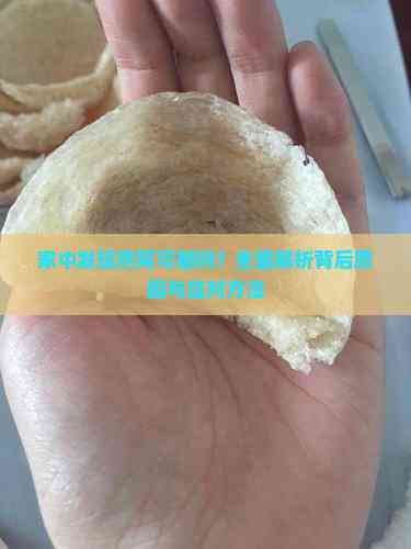 家中发现燕窝可能吗？全面解析背后原因与应对方法(图2)