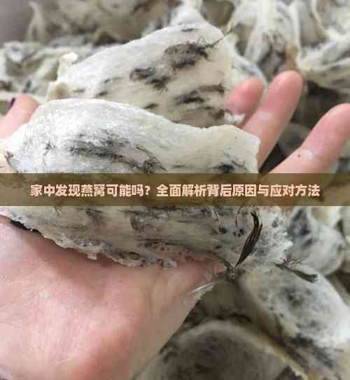 家中发现燕窝可能吗？全面解析背后原因与应对方法(图4)