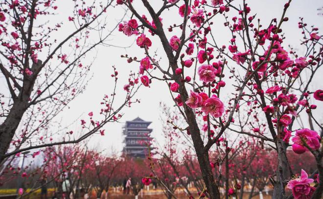 威廉希尔准备赏花！(图3)
