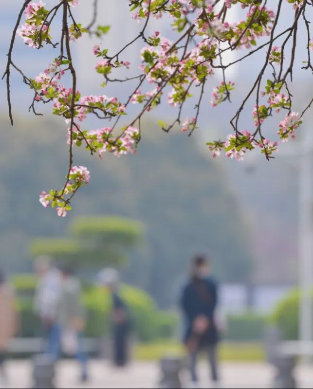 威廉希尔准备赏花！(图12)