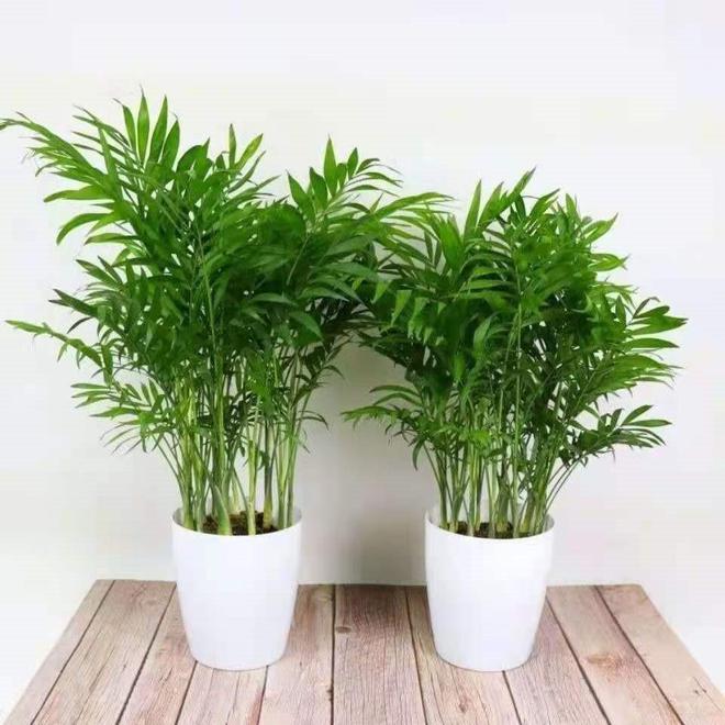 散尾葵寓意和象征意义(图2)