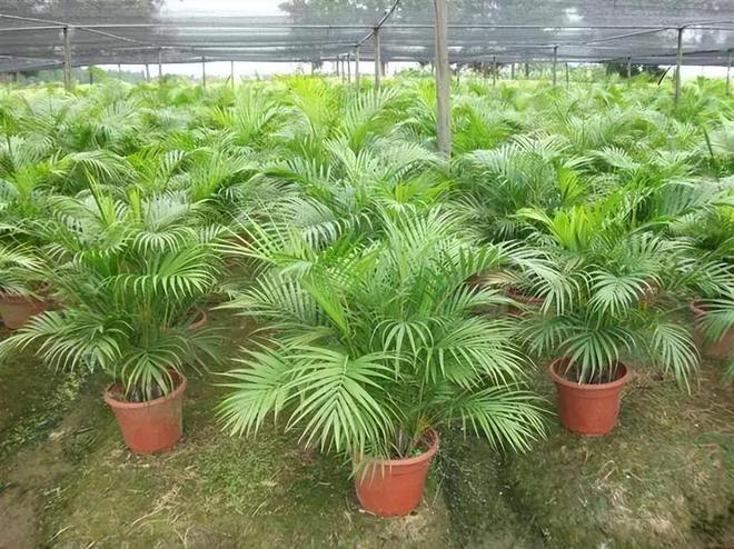 散尾葵寓意和象征意义(图4)