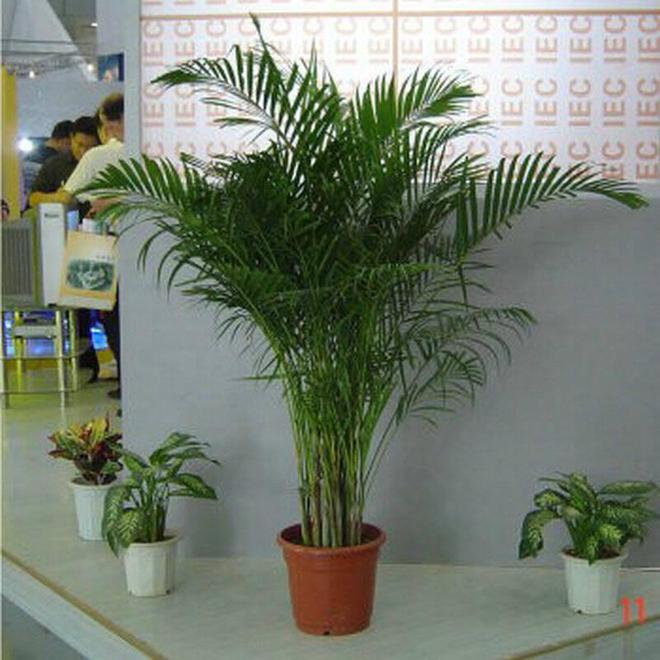 散尾葵寓意和象征意义(图3)