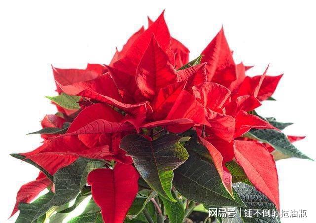 威廉希尔“五花进屋家穷人苦”究竟是哪“5种花”？如果有建议搬走(图3)
