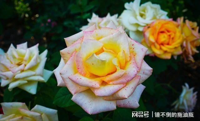威廉希尔“五花进屋家穷人苦”究竟是哪“5种花”？如果有建议搬走(图6)