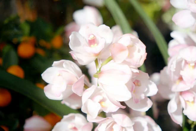 “花”式迎新春！年宵花热销！养护技巧来了→｜假日新生活(图4)