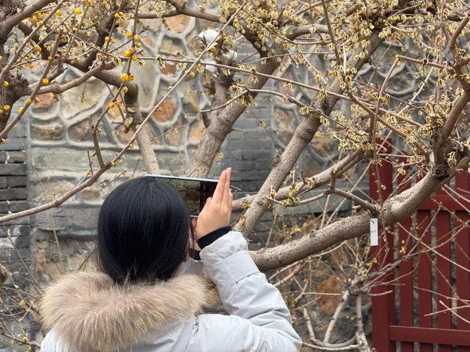 竹林深处幽香阵阵！海淀这里蜡梅开了速来打卡！(图3)