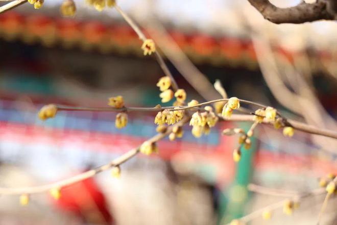 竹林深处幽香阵阵！海淀这里蜡梅开了速来打卡！(图4)