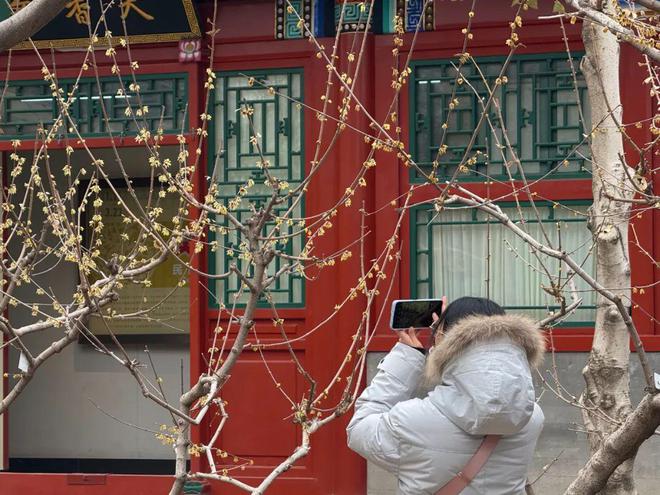 竹林深处幽香阵阵！海淀这里蜡梅开了速来打卡！(图2)