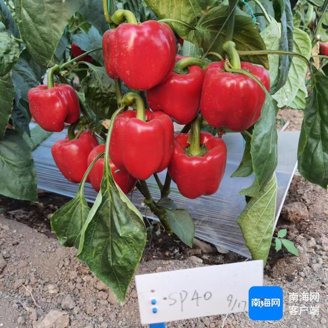 我国甜椒品种首次在美国获植物新品种保护证书(图2)
