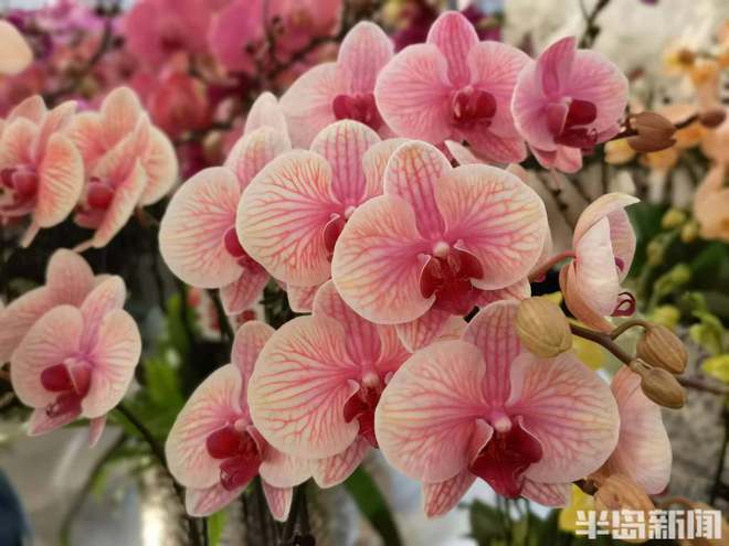 喜庆还要有“个性”“黑红系”蝴蝶兰流行……WilliamHill春节临近年宵花走俏(图3)