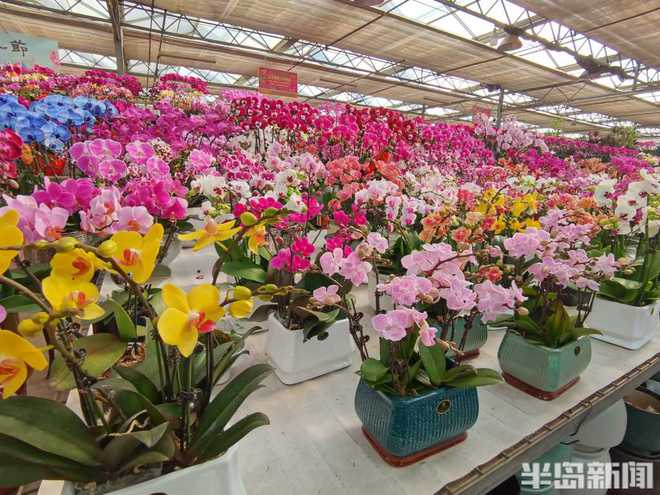 喜庆还要有“个性”“黑红系”蝴蝶兰流行……WilliamHill春节临近年宵花走俏(图2)