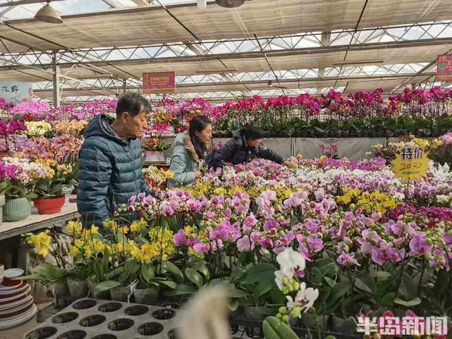 喜庆还要有“个性”“黑红系”蝴蝶兰流行……WilliamHill春节临近年宵花走俏(图11)