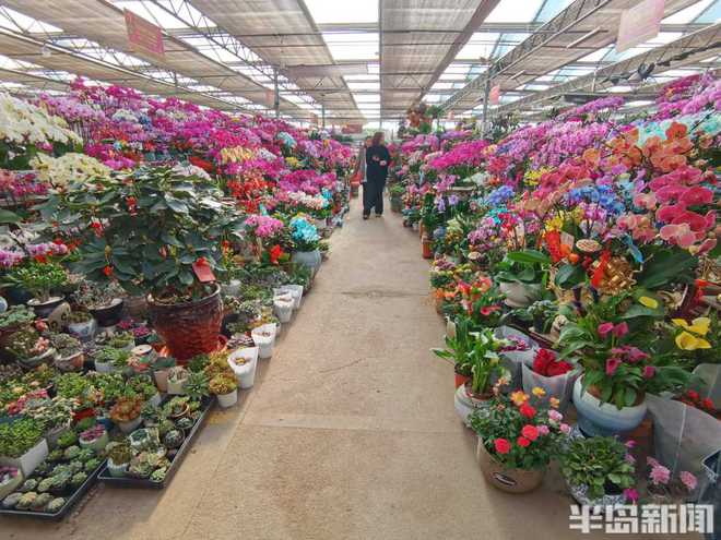 喜庆还要有“个性”“黑红系”蝴蝶兰流行……WilliamHill春节临近年宵花走俏(图12)