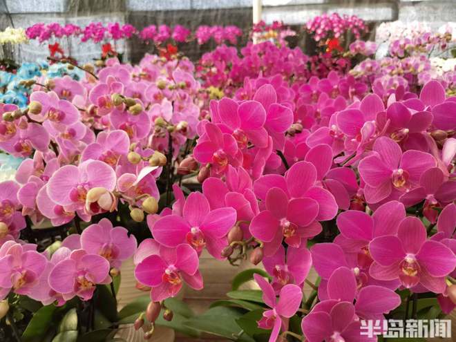 喜庆还要有“个性”“黑红系”蝴蝶兰流行……WilliamHill春节临近年宵花走俏(图5)