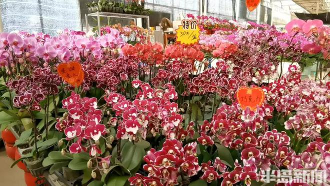 喜庆还要有“个性”“黑红系”蝴蝶兰流行……WilliamHill春节临近年宵花走俏(图4)
