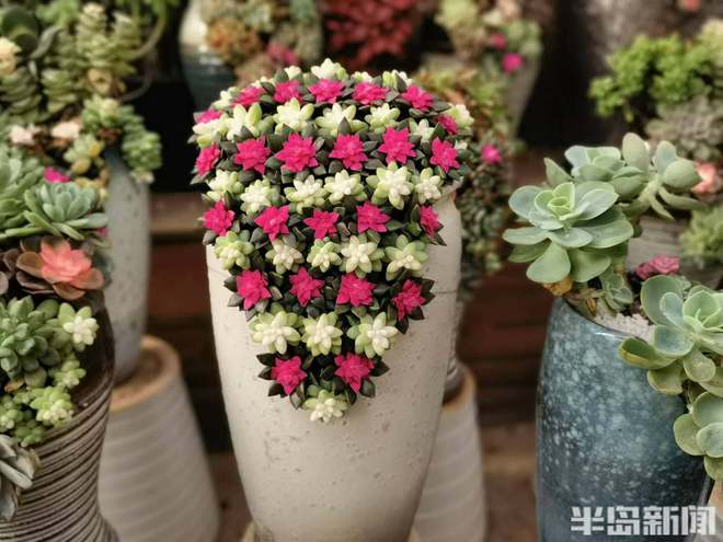 喜庆还要有“个性”“黑红系”蝴蝶兰流行……WilliamHill春节临近年宵花走俏(图9)