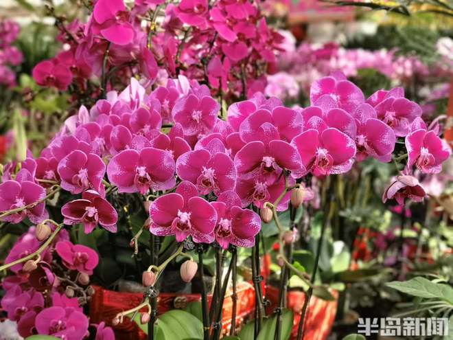 喜庆还要有“个性”“黑红系”蝴蝶兰流行……WilliamHill春节临近年宵花走俏(图7)