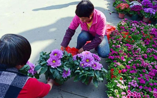 花都花市热闹来袭！(图15)