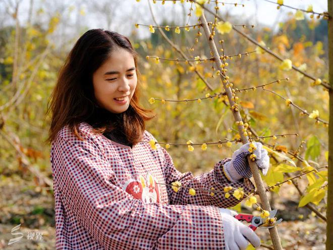 Pong香！从花田至花瓶一起来看蜡梅的芬芳之旅视界双流(图2)