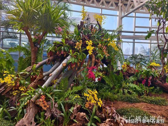 腊月二十九！2025年植物园新春花展4万余株植物、花卉惊艳亮相(图2)