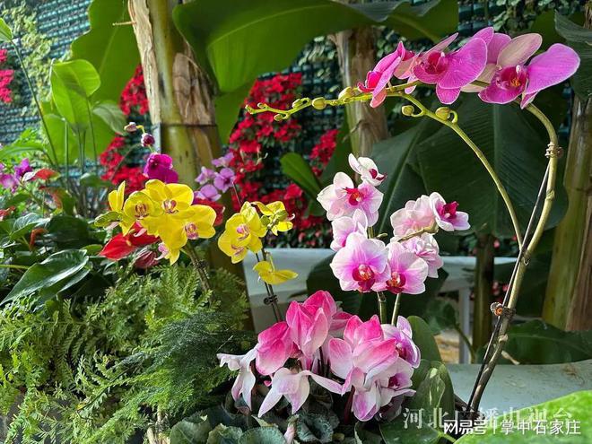 腊月二十九！2025年植物园新春花展4万余株植物、花卉惊艳亮相(图3)