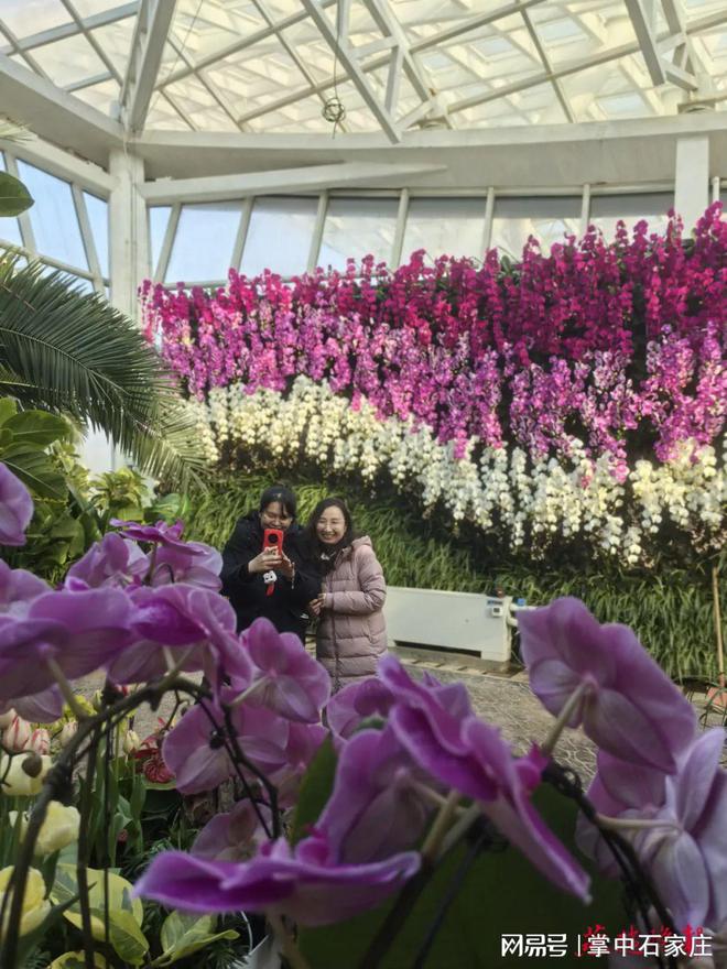 腊月二十九！2025年植物园新春花展4万余株植物、花卉惊艳亮相(图4)