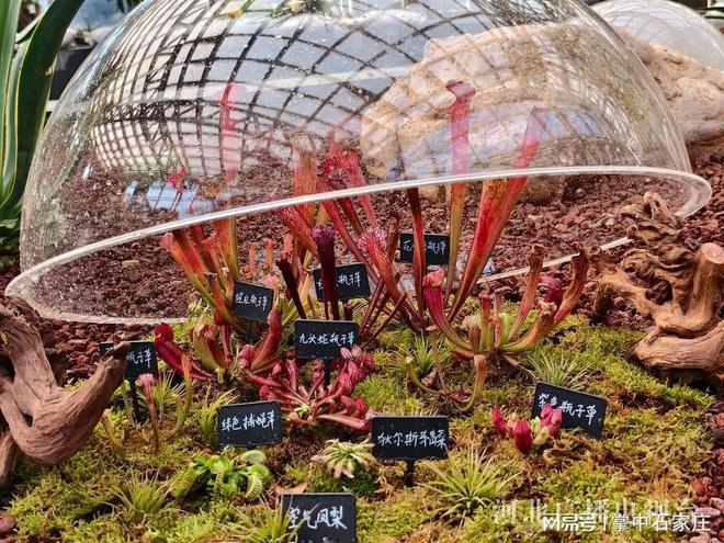 腊月二十九！2025年植物园新春花展4万余株植物、花卉惊艳亮相(图8)