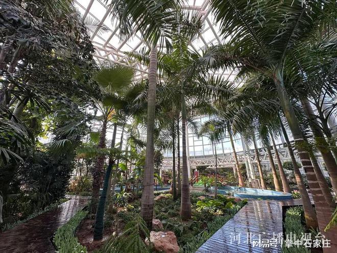 腊月二十九！2025年植物园新春花展4万余株植物、花卉惊艳亮相(图5)