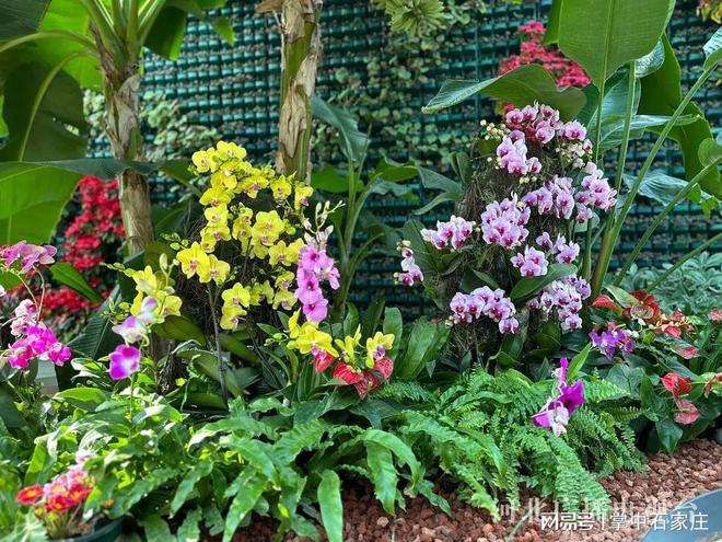 腊月二十九！2025年植物园新春花展4万余株植物、花卉惊艳亮相(图6)