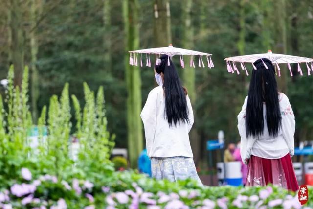 超实用游园路线！“小长假”快来崇明赴花朝盛宴(图6)