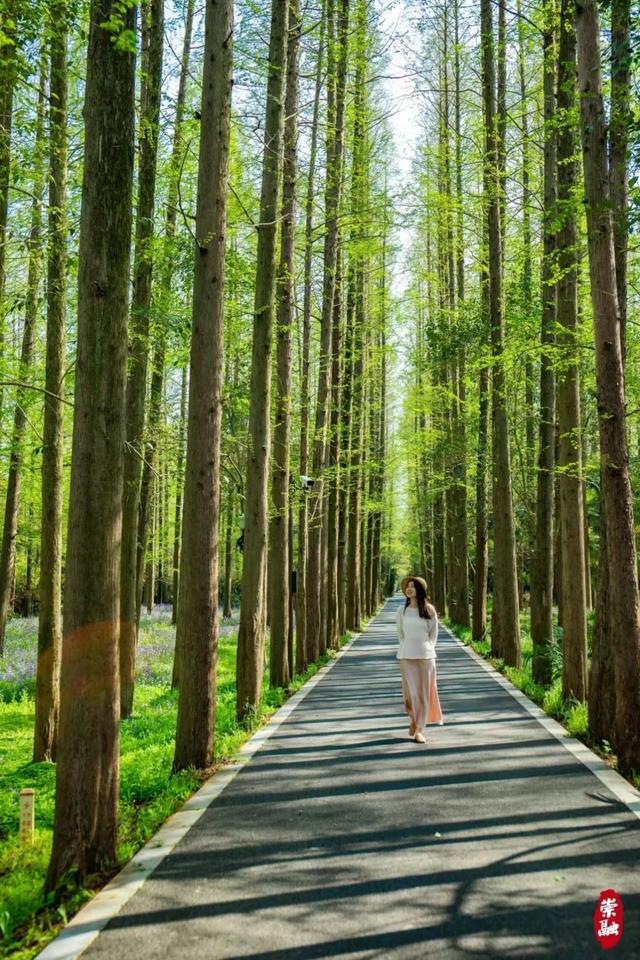 超实用游园路线！“小长假”快来崇明赴花朝盛宴(图9)