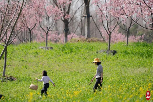 超实用游园路线！“小长假”快来崇明赴花朝盛宴(图22)