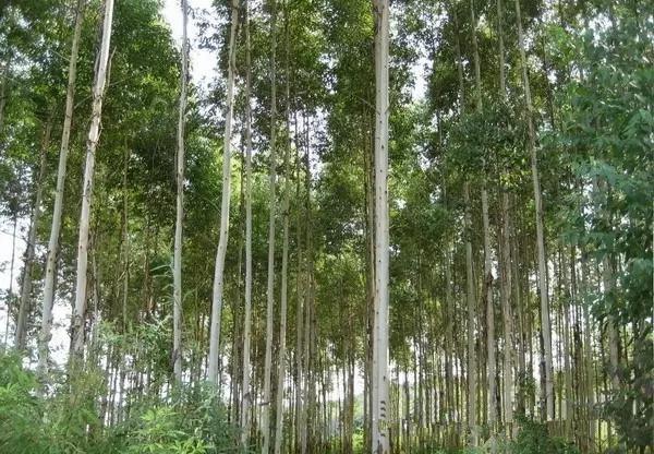 风水知识各种植物的风水效应(图4)