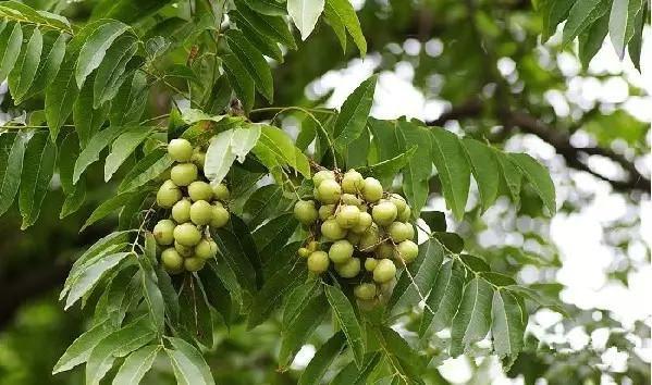 风水知识各种植物的风水效应(图2)