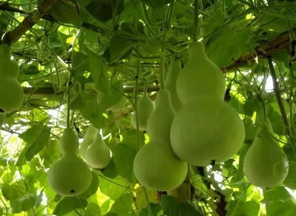 风水知识各种植物的风水效应(图3)