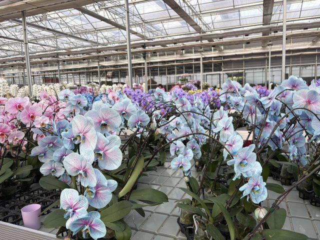 新春走基层｜昆明斗南花市：年宵花走俏年味浓(图5)