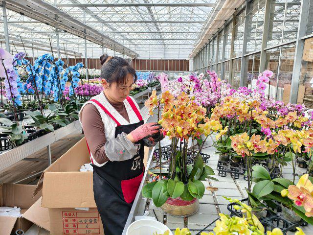 新春走基层｜昆明斗南花市：年宵花走俏年味浓(图8)
