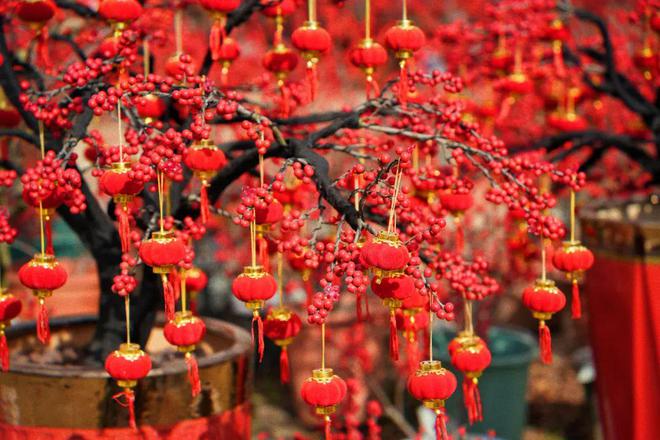 氛围拉满品种翻倍！颜值寓意双年宵花推荐→(图4)