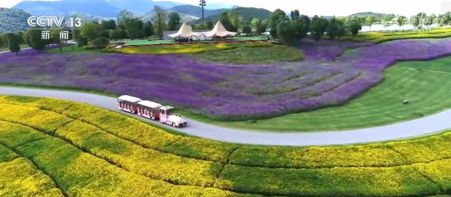 威廉希尔“鲜花经济”规模达千亿级文旅融合助力乡村振兴与消费升级(图6)