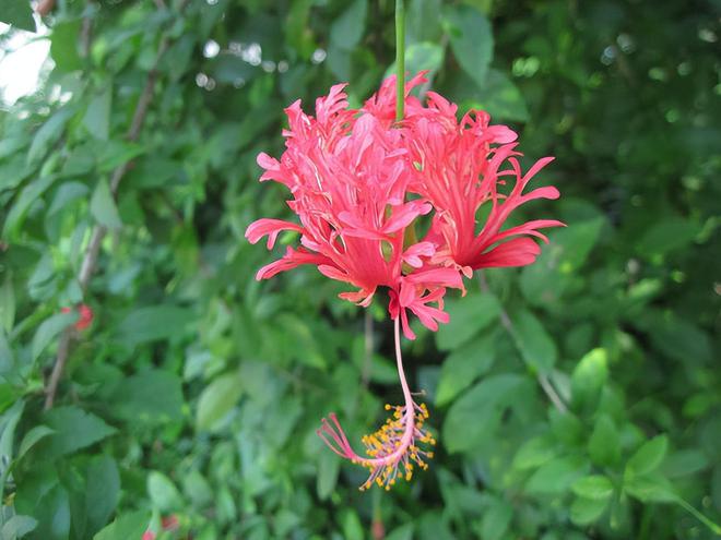 凤尾花的寓意和花语(图3)
