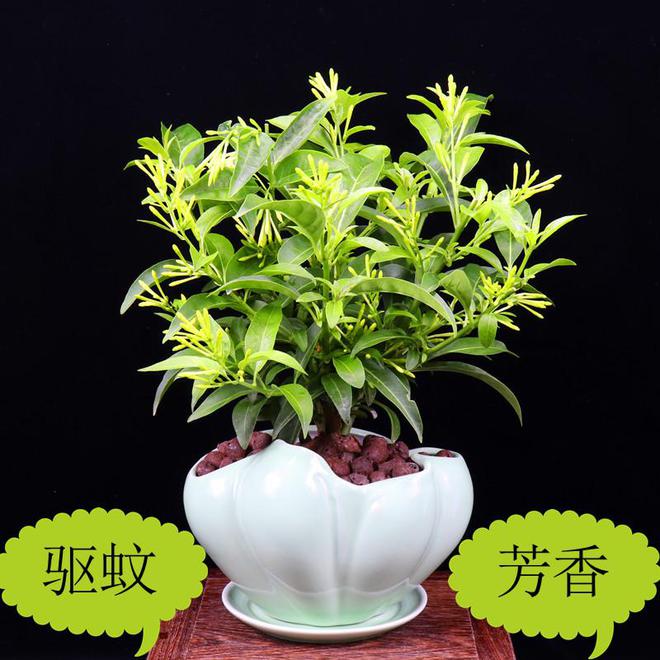 夜来香的花语和寓意(图4)