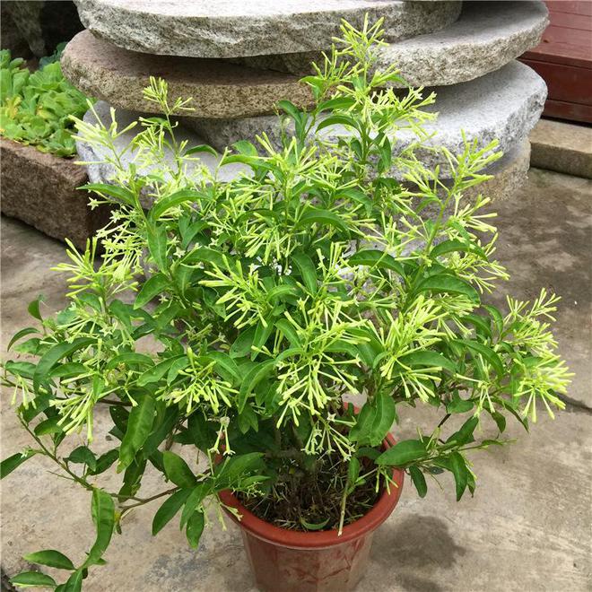 夜来香的花语和寓意(图3)