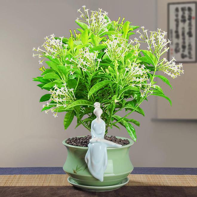 夜来香的花语和寓意(图2)