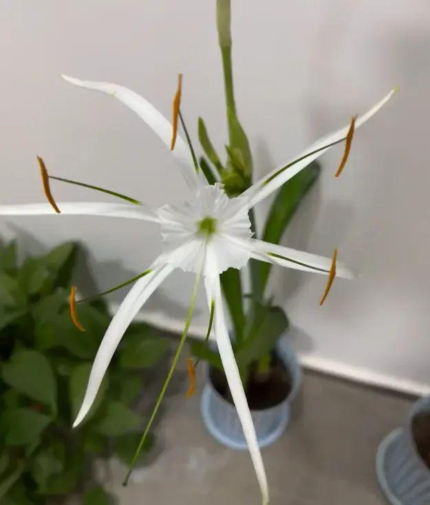 “蜘蛛精朱顶红”开白花很丑陋小心买错了！很多人被骗了(图5)