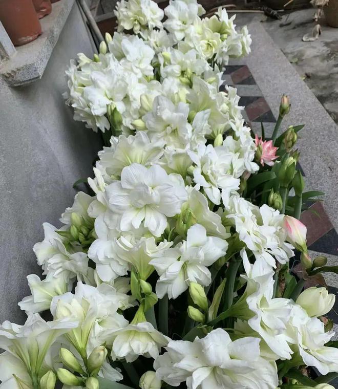 “蜘蛛精朱顶红”开白花很丑陋小心买错了！很多人被骗了(图3)
