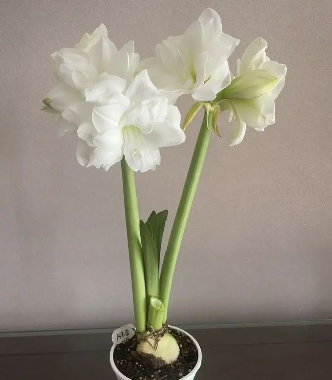 “蜘蛛精朱顶红”开白花很丑陋小心买错了！很多人被骗了(图7)