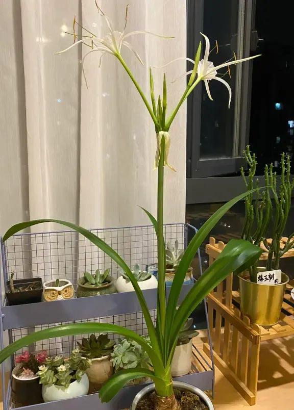 “蜘蛛精朱顶红”开白花很丑陋小心买错了！很多人被骗了(图6)