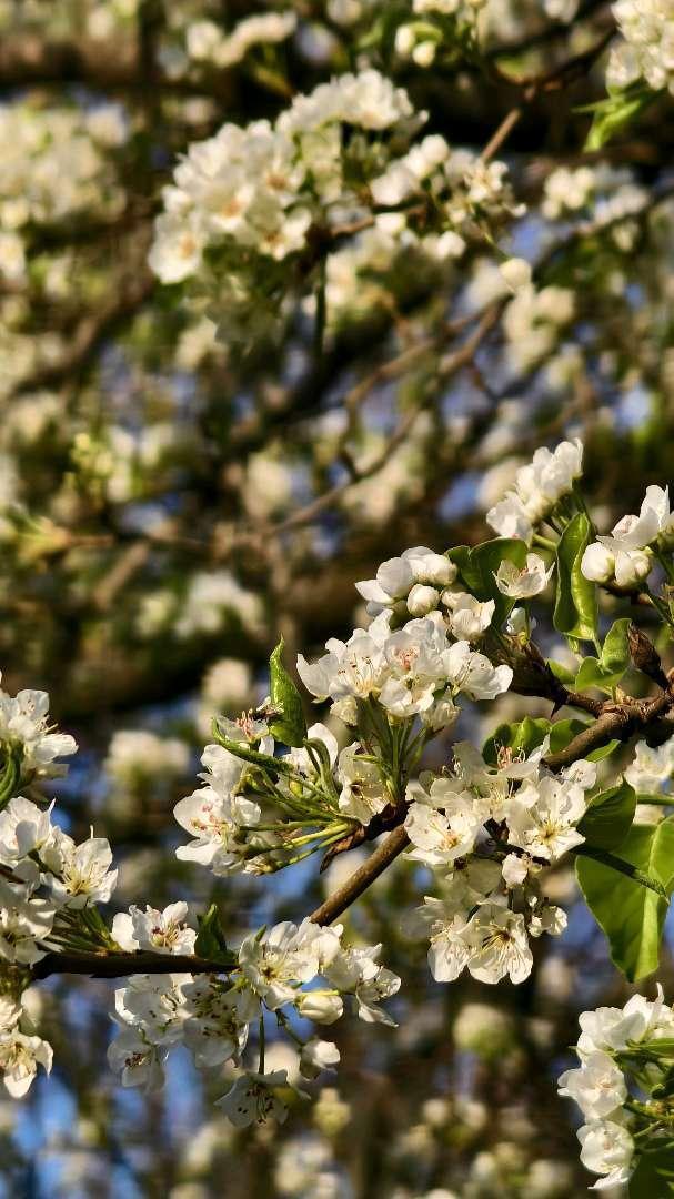 南京赏花指南：一场和春花的双向奔赴(图4)